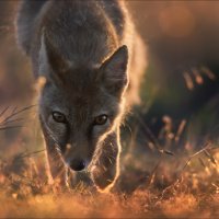 Безмолвный диалог :: Влад Соколовский