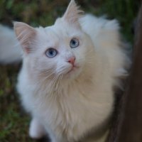 Миляшка :: Сергей Ц