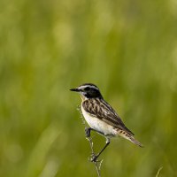 Чекан луговой :: Валерий Черняк