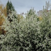 Цветёт черёмуха  за  окном ... :: Владимир Шошин