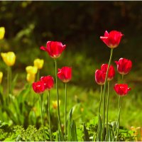 Картинка мая :: Валентин Котляров