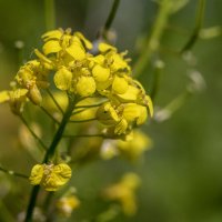 Сурепка. :: Лилия *