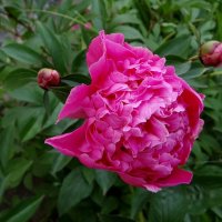 Пион :: Антонина Гугаева Пион :: Антонина Гугаева