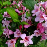 Цветы у дома :: Антонина Гугаева