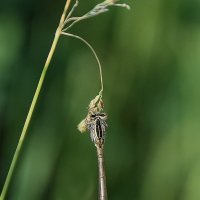 На лугу - лето! :: Валентина Нефёдова На лугу - лето! :: Валентина Нефёдова