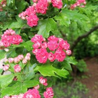 Боярышник :: Сапсан 