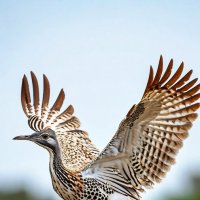 Птица дрофа :: Ольга Птица дрофа :: Ольга