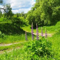 Дорога к берегу Днепра. :: Милешкин Владимир Алексеевич 