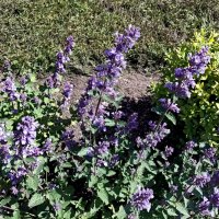 Шалфей у дорожки :: Veera V