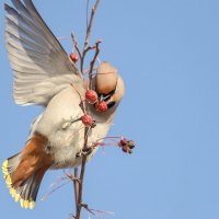 Свиристель. :: Виктор Иванович Чернюк