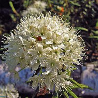 Июнь...Цветет в тайге багульник! :: Владимир 