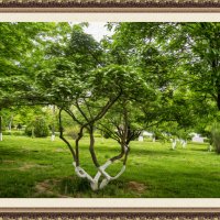 Боярышник :: Анатолий Чикчирный