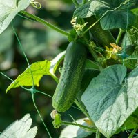 Огурец в моем огороде :: Игорь Сикорский
