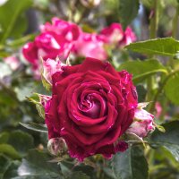 Руби  Стар :: Валентин Семчишин