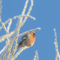 Морозное утро. :: Михаил Белоусов
