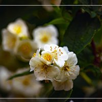 Цветение :: Владимир Кроливец Цветение :: Владимир Кроливец