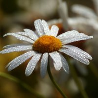 Доброе утро :: Юрий. Шмаков Доброе утро :: Юрий. Шмаков