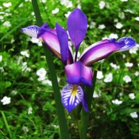 Интересный ирис :: Людмила Смородинская