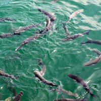 Барселона. :: Владимир Драгунский Барселона. :: Владимир Драгунский