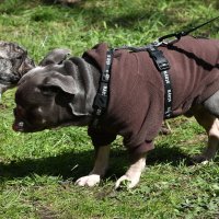 Москва. Парад французских бульдогов в усадьбе «Воронцово». :: Наташа *****