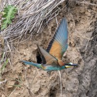 щурки :: юрий макаров