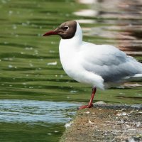 Озерная крачка. :: Владимир Безбородов