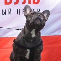 Москва. Парад французских бульдогов в усадьбе «Воронцово». :: Наташа ***** Москва. Парад французских бульдогов в усадьбе «Воронцово». :: Наташа *****
