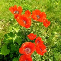 Лето :: Леонид Иванчук