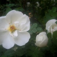 Шиповник :: Елена Семигина