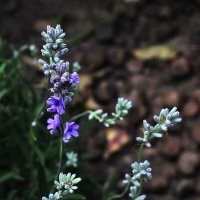 Лаванда :: Юрий Гайворонскiий