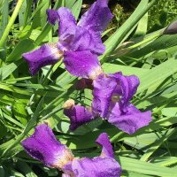 ФиоЛЕТОвое лето... :: Владимир Павлов ФиоЛЕТОвое лето... :: Владимир Павлов