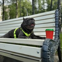 Scammer :: Анна Камс