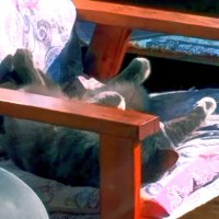 Басик отдыхает на даче :: Ольга Довженко Басик отдыхает на даче :: Ольга Довженко