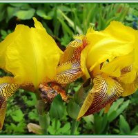 Ирисы. Дуэт. :: Ольга Довженко