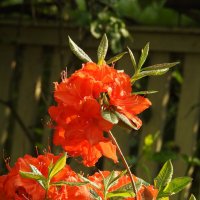 цветы в моём саду :: ИННА ПОРОХОВА цветы в моём саду :: ИННА ПОРОХОВА