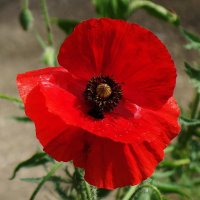 Маки, маки, красные маки... :: Рита Симонова