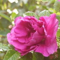 Ароматный, но колючий... :: veilins veilins