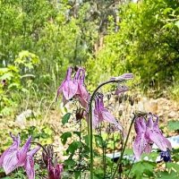 Лесные цветы. :: Михаил Столяров