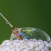 Капля :: Андрей Пристяжнюк