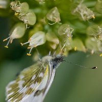 Бабочка :: Светлана SvetNika17