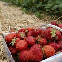 Пришла клубничная пора! :: Галина 