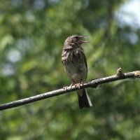 Лесной конёк :: Зоя Мишина