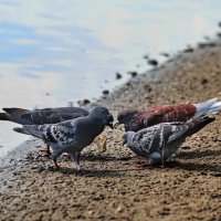 Братва, решаем быстрей, как у уток хлеб отобрать. :: Татьяна Бравая