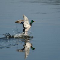 Взлётная вода :: Сергей Шаврин