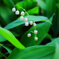 ландыш :: Владимир иванов