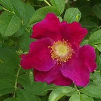 Шиповник :: Freddy 97