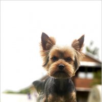 Тофик. :: leff Postnov