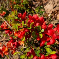 Айва японская... :: Николай Гирш Айва японская... :: Николай Гирш