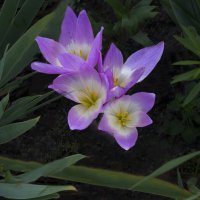 Безвременники :: Евгений 