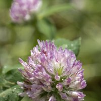 Вспыхнул День, чтобы позже погаснуть :: Валерий Басыров